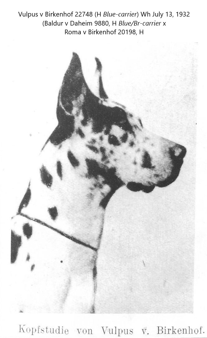 Vulpus v Birkenhof